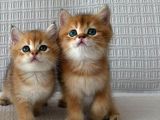 Ruhsatlı Çifrlikde Ziyarete Açık Golden British Shorthair