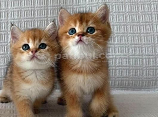 Ruhsatlı Çifrlikde Ziyarete Açık Golden British Shorthair görsel