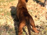 A Kalite Belçika Kurdu Yavrularımız