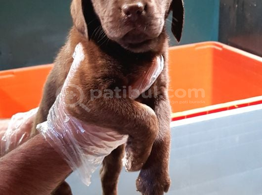 Kahverengi̇ Müthi̇ş Güzelli̇kte Labrador Yavrular görsel