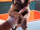 Kahverengi̇ Müthi̇ş Güzelli̇kte Labrador Yavrular