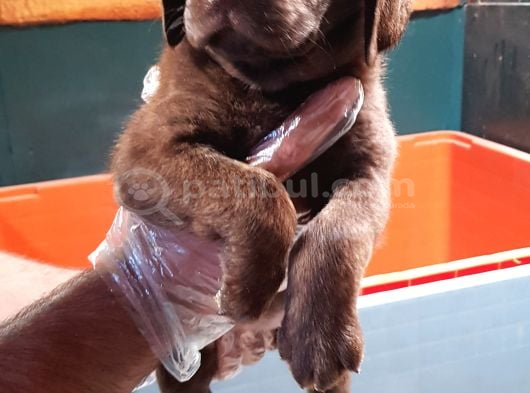 Kahverengi̇ Müthi̇ş Güzelli̇kte Labrador Yavrular görsel