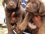 Kahverengi̇ Müthi̇ş Güzelli̇kte Labrador Yavrular
