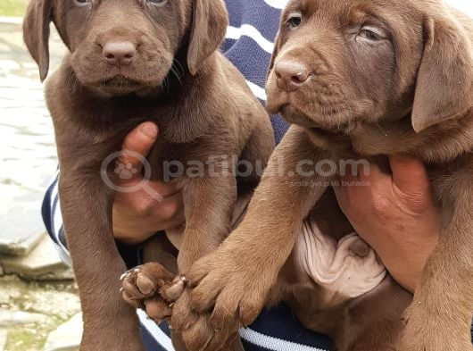 Kahverengi̇ Müthi̇ş Güzelli̇kte Labrador Yavrular görsel