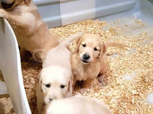 Bebek Surat 10 Numara Golden Yavrular görsel