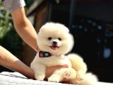 A Kalite Pomeranian Boo Yavrular