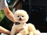A Kalite Pomeranian Boo Yavrular