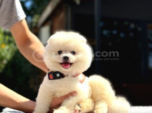 A Kalite Pomeranian Boo Yavrular görsel