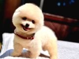 A kalite Pomeranian Boo Yavrular