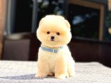 A Kalite Pomeranian Boo Yavrular