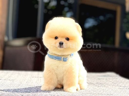 A Kalite Pomeranian Boo Yavrular görsel