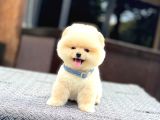 A Kalite Pomeranian Boo Yavrular
