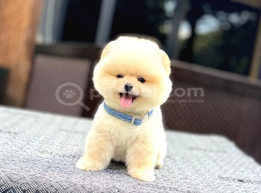 A Kalite Pomeranian Boo Yavrular görsel