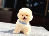 A kalite Pomeranian Boo Yavrular