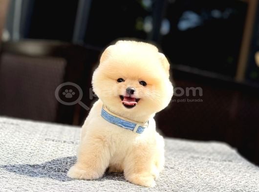 A kalite Pomeranian Boo Yavrular