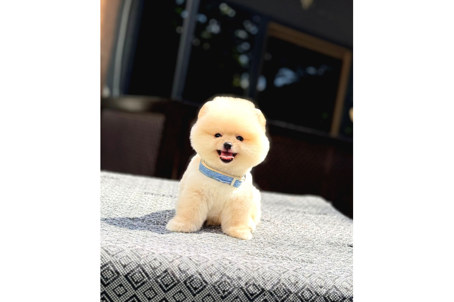 A Kalite Pomeranian Boo Yavrular