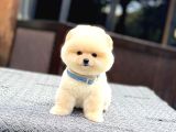 A Kalite Pomeranian Boo Yavrular
