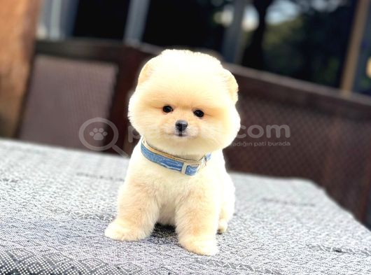 A Kalite Pomeranian Boo Yavrular görsel