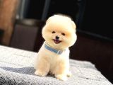 A Kalite Pomeranian Boo Yavrular