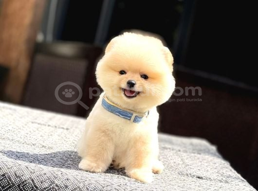 A Kalite Pomeranian Boo Yavrular görsel