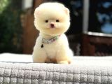 Sağlık Garantili Pomeranian Boo