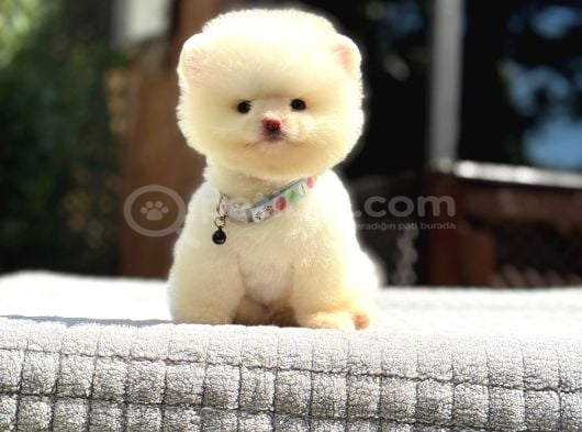 Sağlık Garantili Pomeranian Boo görsel