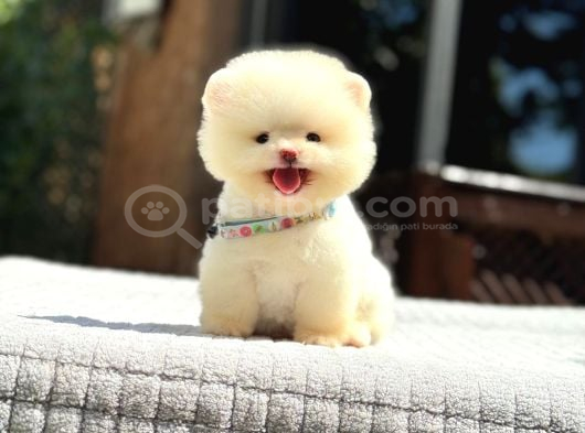 Sağlık Garantili Pomeranian Boo görsel