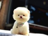 Sağlık Garantili Pomeranian Boo