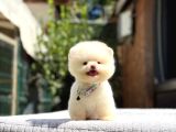 Sağlık Garantili Pomeranian Boo