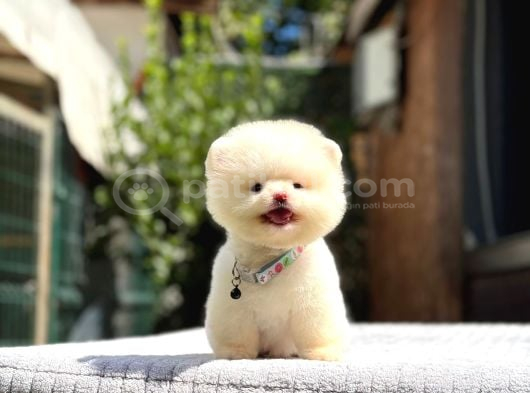 Sağlık Garantili Pomeranian Boo görsel
