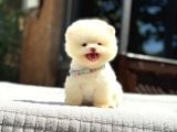 Sağlık Garantili Pomeranian Boo