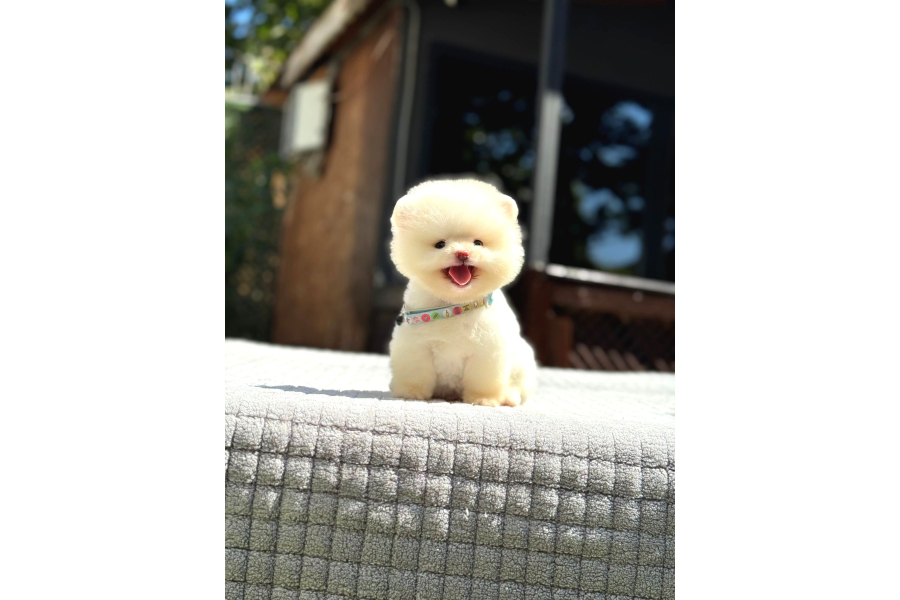 Sağlık Garantili Pomeranian Boo