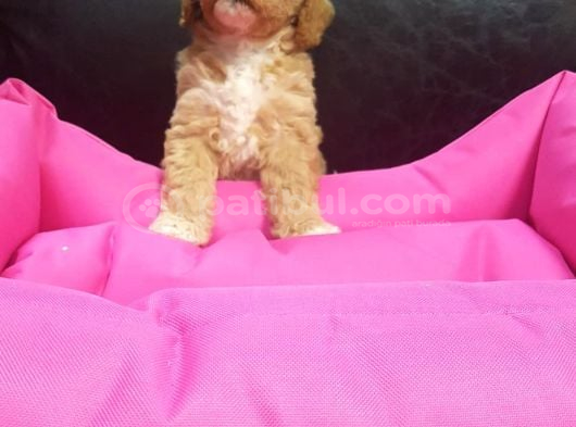 İnanilmaz Güzelli̇kte Malti̇poo Yavrular görsel