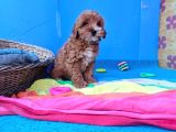 İnanilmaz Güzelli̇kte Malti̇poo Yavrular