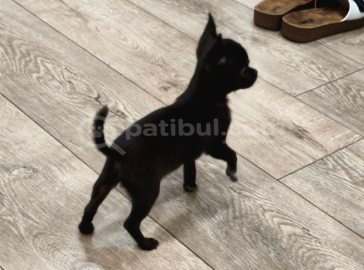3 Aylık Sivava görsel