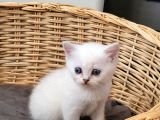 Scottish straight Yavru Kedi ankara