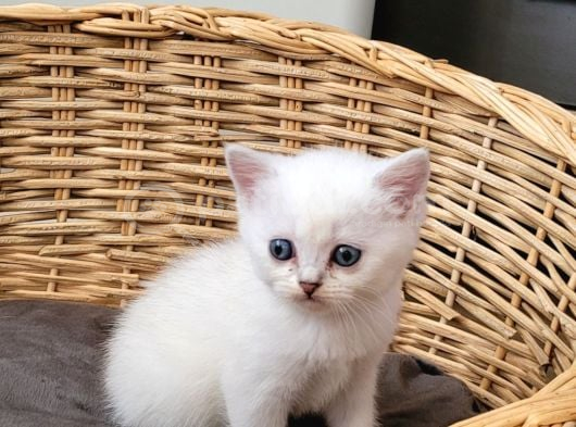 Scottish Straight Yavru Kedi Ankara