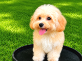 Orji̇nal Malti̇po Yavrular