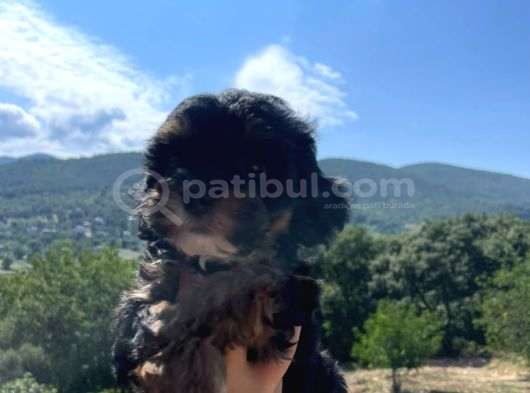 Orji̇nal Malti̇po Yavrular görsel