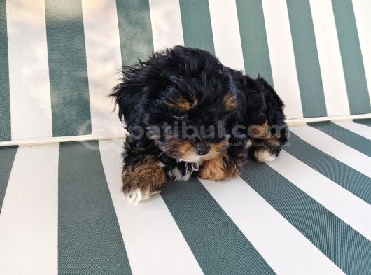 Orji̇nal Malti̇po Yavrular görsel