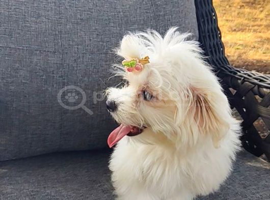 Orji̇nal Maltese Terri̇er görsel