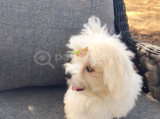 Orji̇nal Maltese Terri̇er görsel