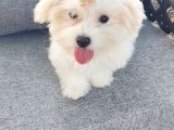 Orji̇nal Maltese Terri̇er