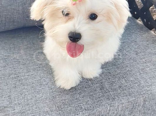 ORJİNAL MALTESE TERRİER