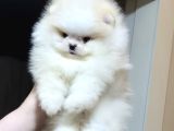 Üst Kali̇te Mi̇ni̇ Boy 1 Di̇şi̇ 1 Erkek Pomerani̇an Boo
