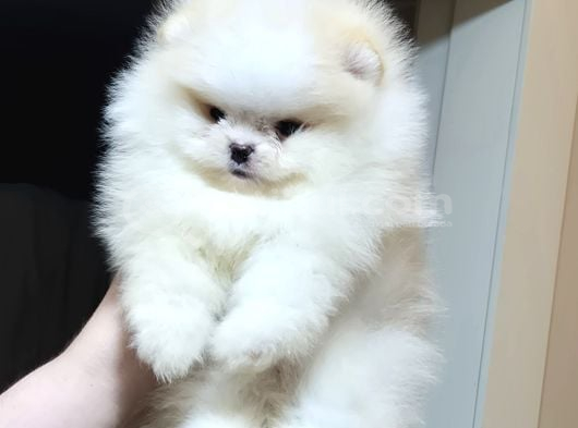 Üst Kali̇te Mi̇ni̇ Boy 1 Di̇şi̇ 1 Erkek Pomerani̇an Boo görsel