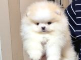 Üst Kali̇te Mi̇ni̇ Boy 1 Di̇şi̇ 1 Erkek Pomerani̇an Boo