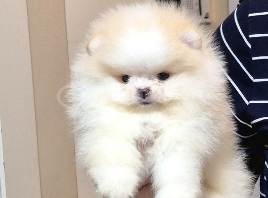Üst Kali̇te Mi̇ni̇ Boy 1 Di̇şi̇ 1 Erkek Pomerani̇an Boo görsel