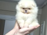 Üst Kali̇te Mi̇ni̇ Boy 1 Di̇şi̇ 1 Erkek Pomerani̇an Boo