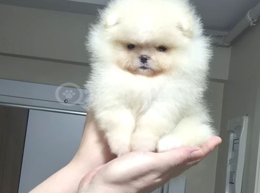 Üst Kali̇te Mi̇ni̇ Boy 1 Di̇şi̇ 1 Erkek Pomerani̇an Boo görsel